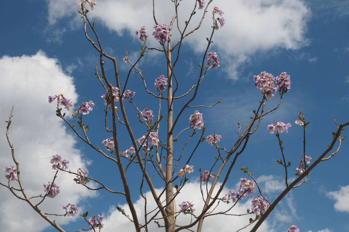Blauglockenbaum Pausenplatz